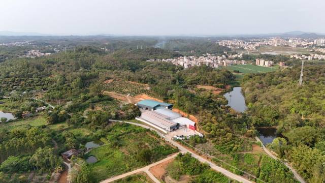 化橘红种植基地。 化橘红种植基地。