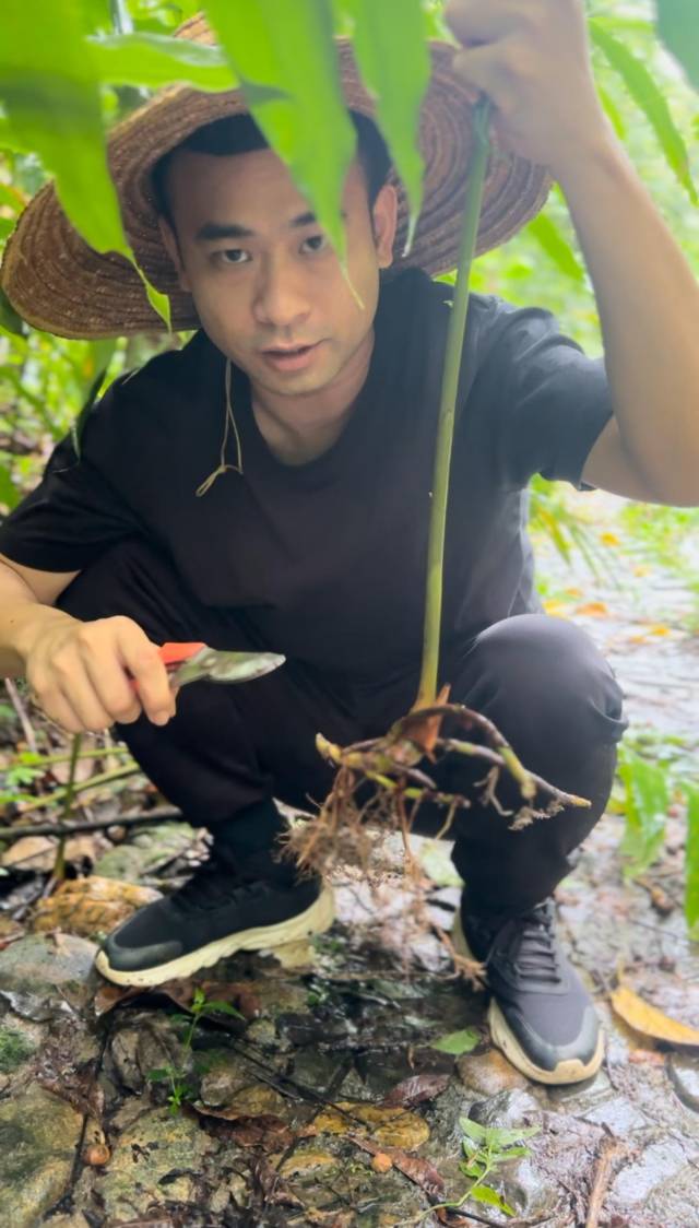 黄柄辉在春砂仁地里直播。 黄柄辉在春砂仁地里直播。