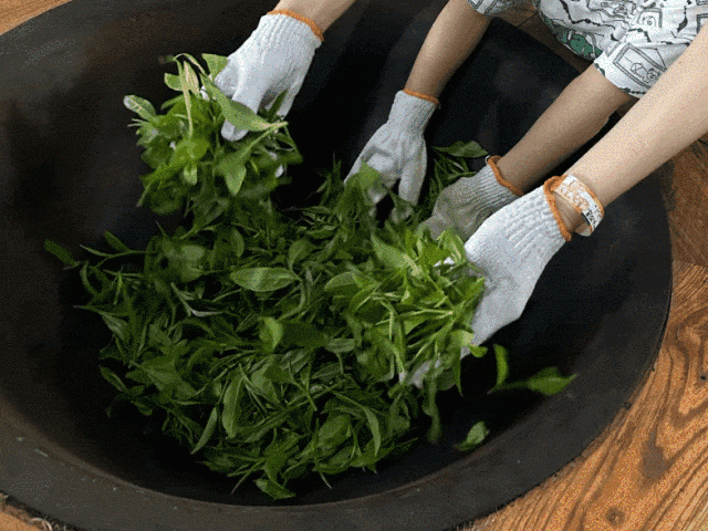 走进红旗小课堂，开启 “采茶制茶” 体验之旅