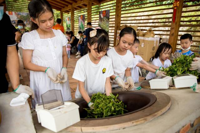 采茶体验太火爆！亲子必打卡