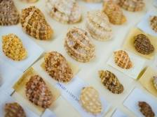 在广州，足不出户尽览世界贝壳之美