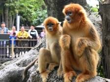 20余场科普秀登场！深圳动物园“五一”首日人气十足