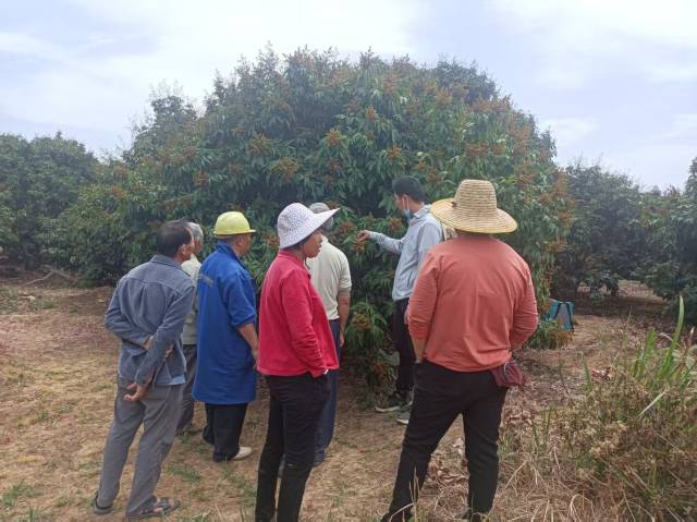 冼晓聘请专家为果农们培训。