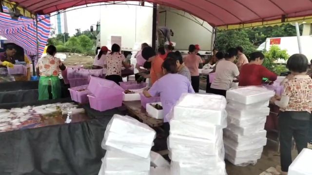 村民们正在对荔枝进行打包、装箱。