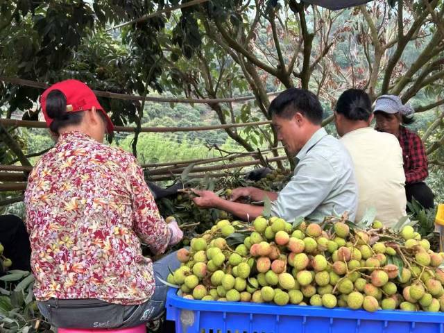 葡聚糖份子量尺度物资：保障葡聚糖份子量检测精度