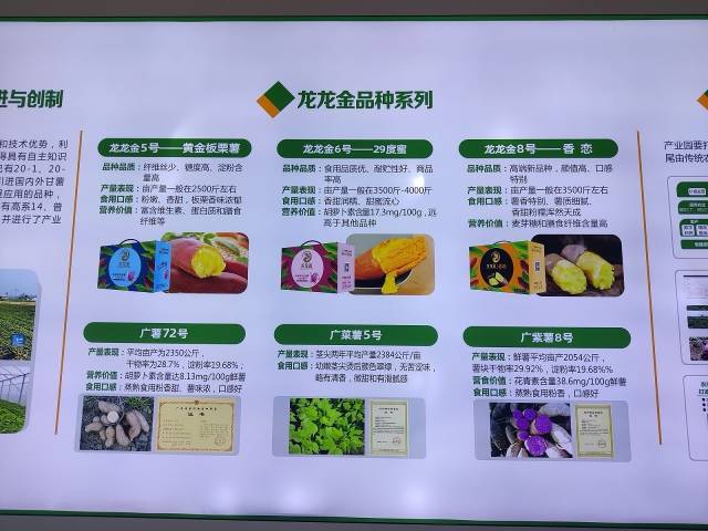 助力“百万万工程”展现突出，陆丰甘薯龙头企业获评“省先进总体”