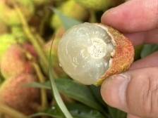 价格好订单多！茂名市高州市早熟荔枝走俏市场