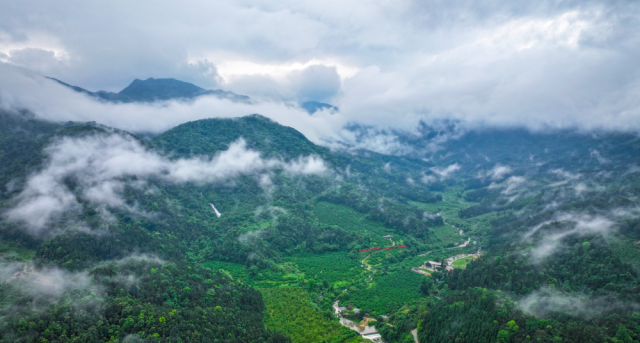红锥古树公园以北相距约4公里处的岳山林场 红锥古树公园以北相距约4公里处的岳山林场