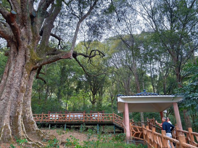 游人在古城村红锥古树公园中观赏红锥王 游人在古城村红锥古树公园中观赏红锥王