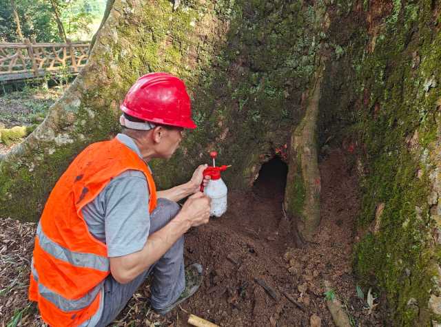 工作人员在为红锥王修复树洞 工作人员在为红锥王修复树洞