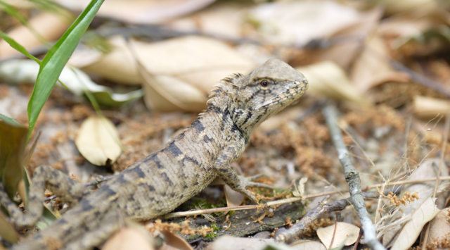 在红锥王树根附近活动的变色树蜥 在红锥王树根附近活动的变色树蜥