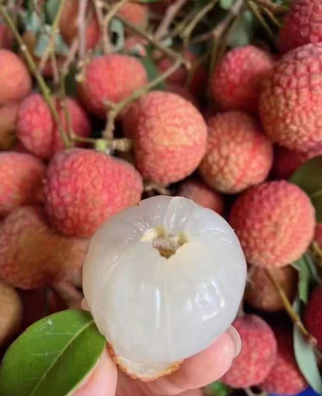三月紅荔枝已搶“鮮”上市。