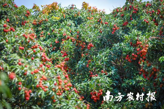 遂溪乌塘仙品荔