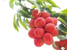 “荔”聚高州，产销共赢 ！2025高州荔枝产销对接大会5月10日举办！