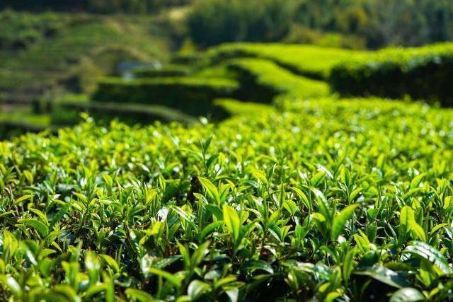 陆河茶。