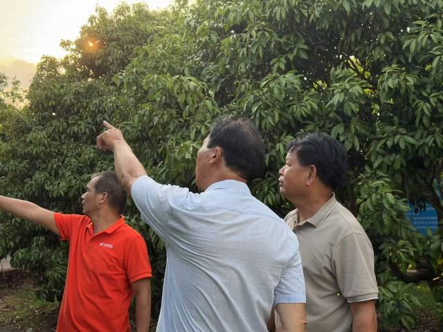 何建和（右一）和前来考察的高州有关领导一起察看荔枝生长情况。