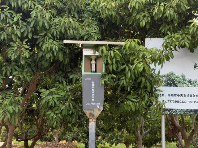 老何的荔枝园里安装的智能风吸式杀虫灯。