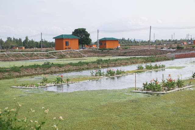 西区街道隆昌社区悦生涌养殖鱼塘。
