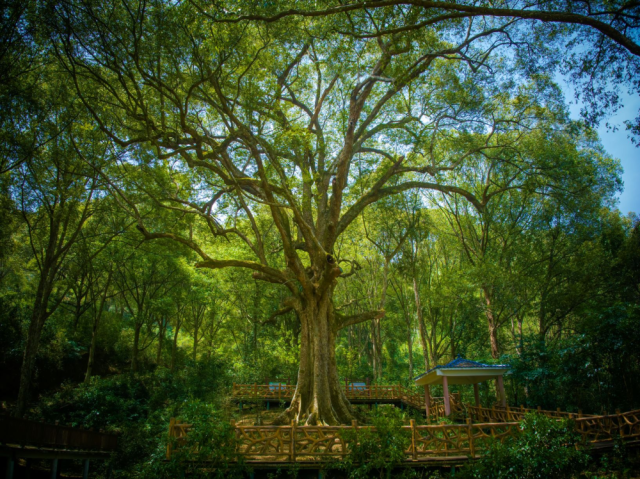 古城村红锥古树公园里的红锥王