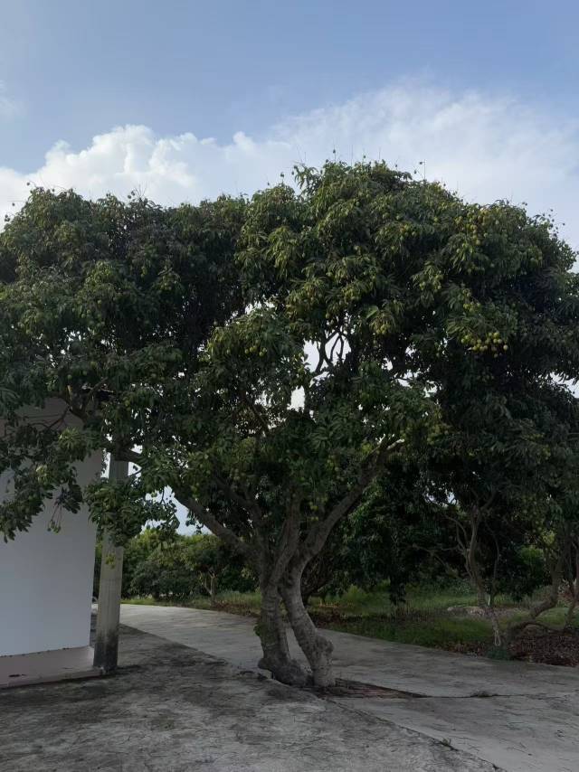 老何的荔枝园里一棵荔枝树在水泥路上掘强生长。