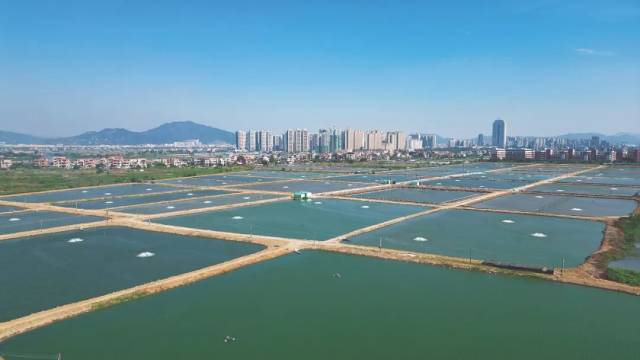 中山坦洲镇联一村、坦洲村一带鱼塘尾水整治后。