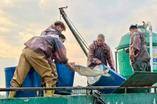 春节期间中山水出集团全力加装出货。