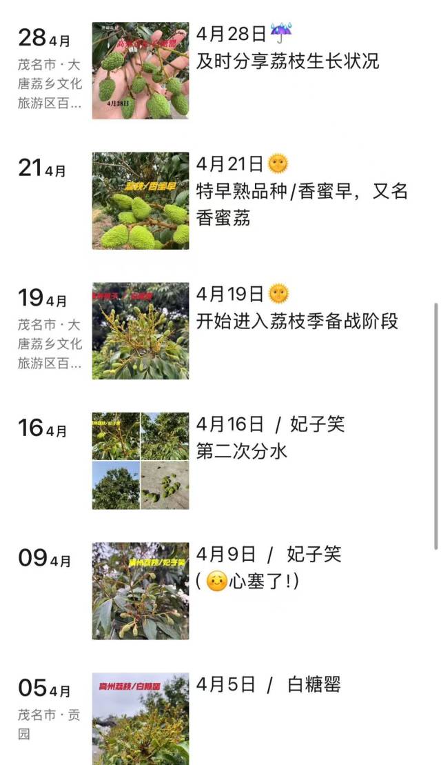 何雄兵的朋友圈更新着自家荔枝生产动态。