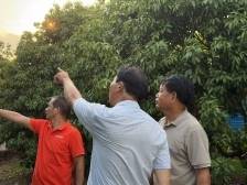 荔枝重生记：爷爷种、爸爸改、90后儿子将其卖成顶流丨荔乡三代人