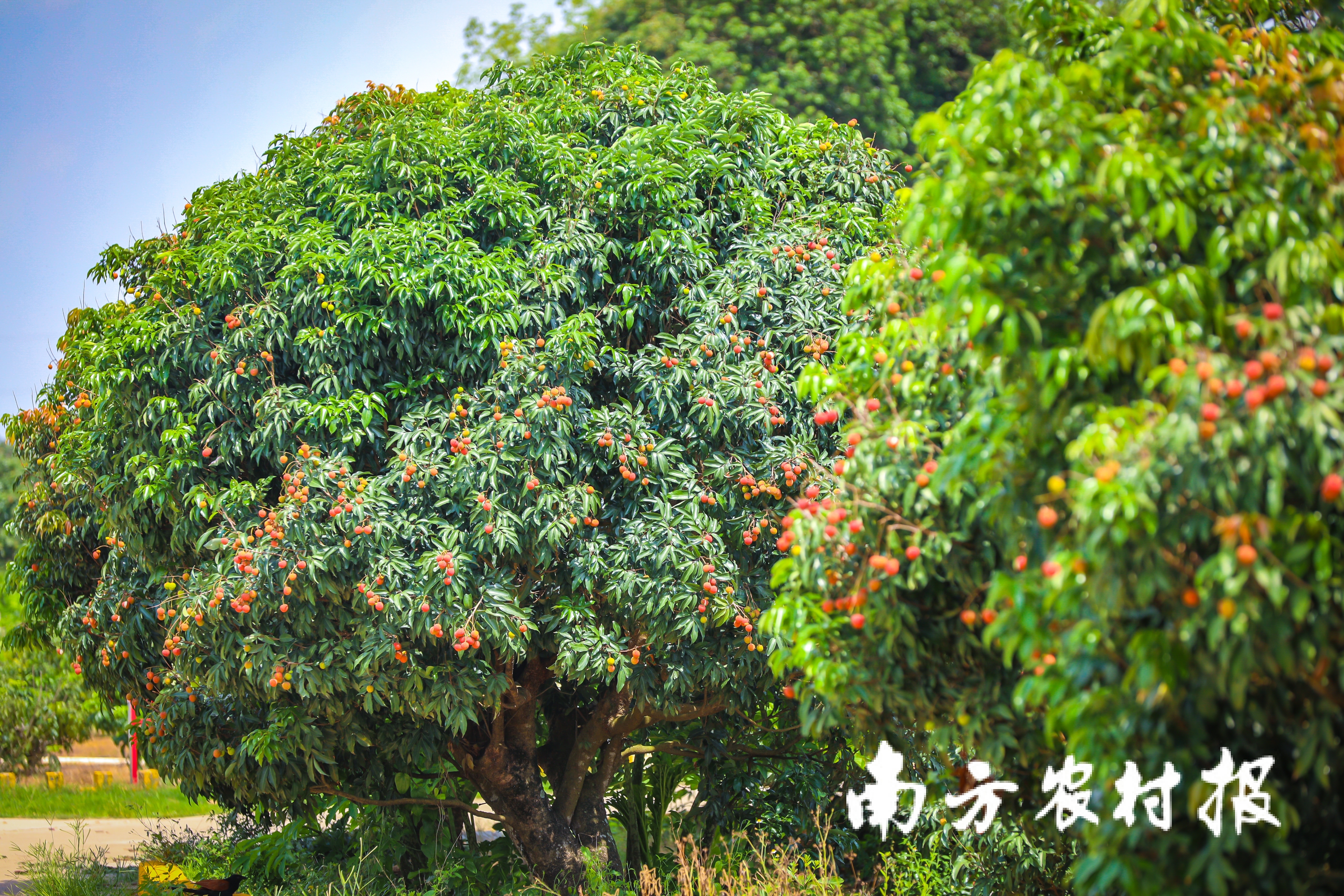 南方村落子报 吴秒衡 拍摄