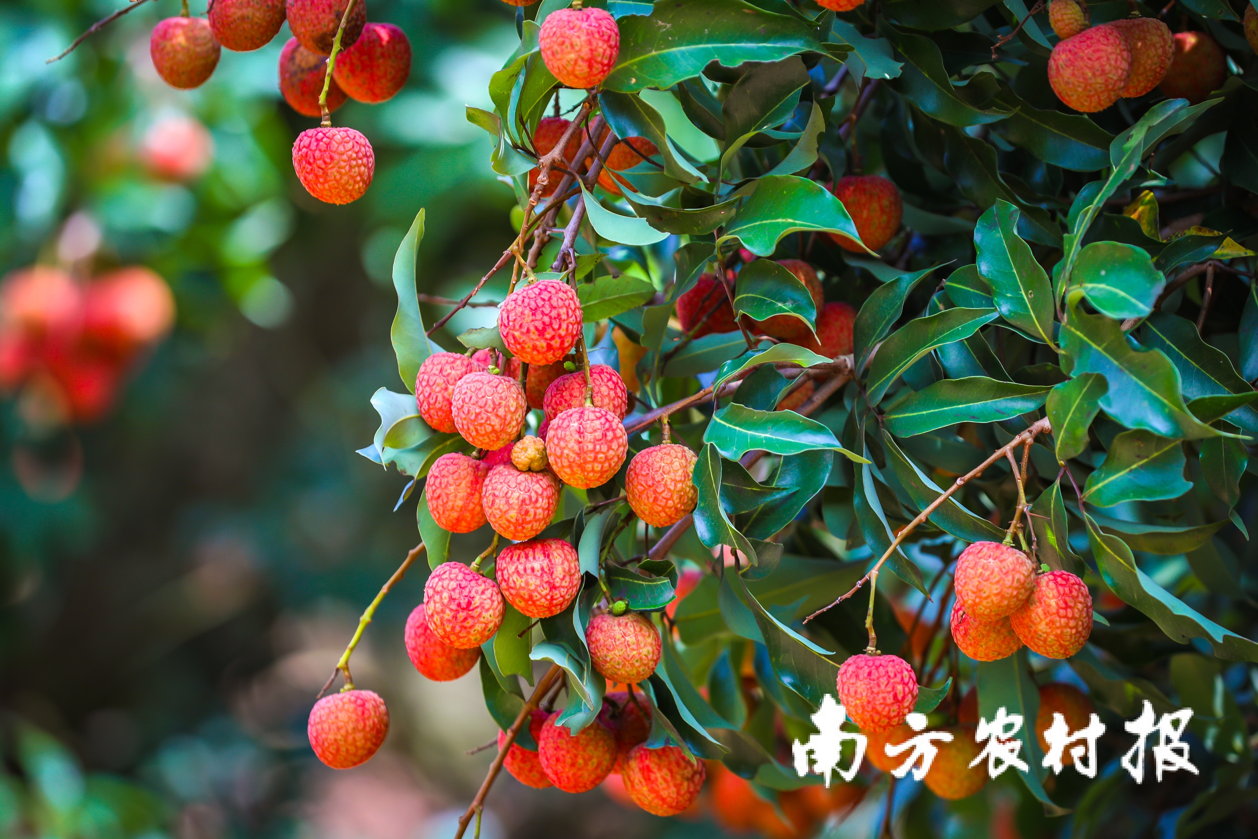 南方村落子报 吴秒衡 拍摄