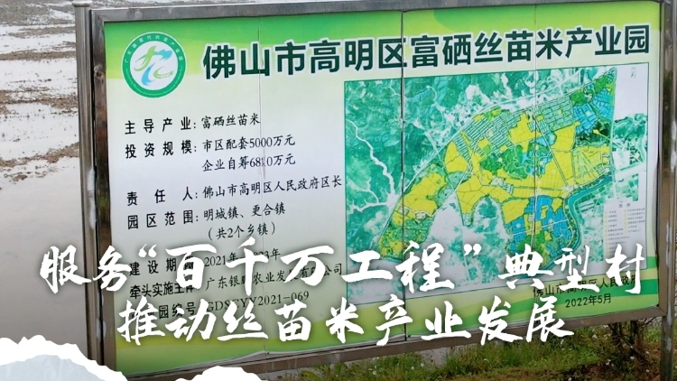 护航春耕·稳粮保供——聚焦2025年全省春耕佛山主会场 ④农业科技特派员服务“百千万工程”典型村，推动佛山市高明区丝苗米产业高质量发展