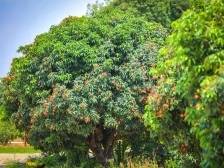 走！去遂溪乌塘采摘仙品荔