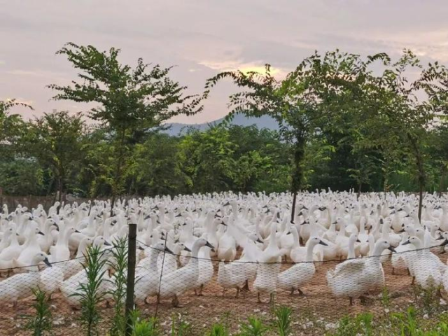 数据显示，南京鸭产业食品生产许可认证的加工企业近70家，加上星罗棋布的作坊式鸭子店，从业人员达5万多人。