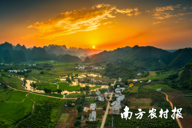 得天独厚的生态密码成就了百色芒果国家地理标志产品的金字招牌。