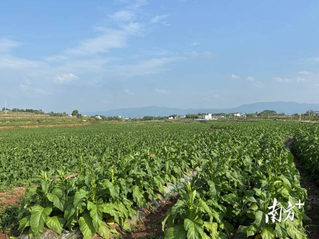 珠玑镇主要的经济作物是黄烟，开展稻烟轮作，主推“改良剂+秸秆还田”的技术模式。