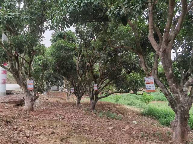 钟家的荔枝基地。