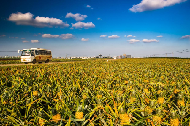 徐闻波罗的海。