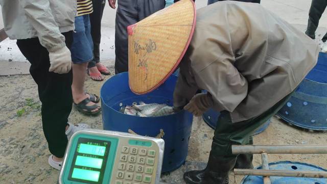 塘头过秤“估堆”。