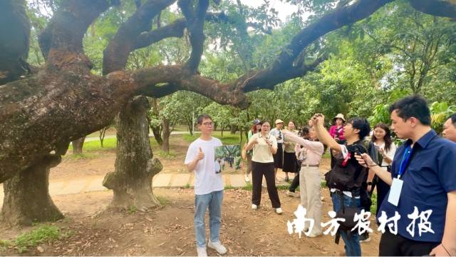 媒体团走进高州市根子镇荔枝贡园。