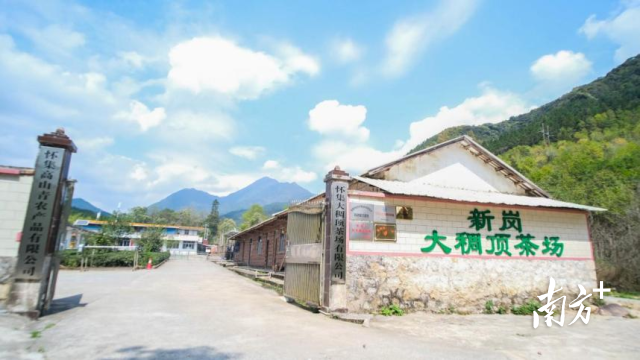 怀集高山青农产品有限公司供图。