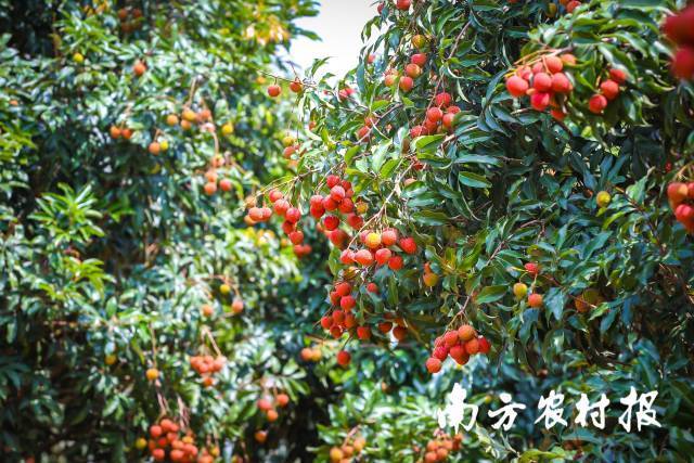 南方农村报 吴秒衡 拍摄