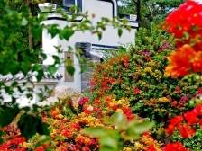 花都马岭村：智种三角梅，一花开五色｜广州百村观察