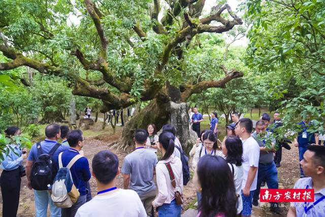 采购商在高州市根子镇调研。