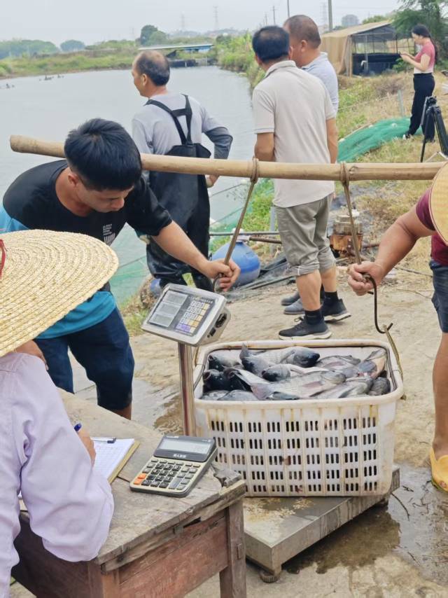 高州石鼓鎮(zhèn)羅非魚出塘。