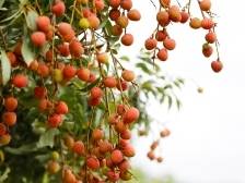 @采购商，高州荔枝采购指南来了！