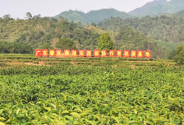广东肇庆鼎湖东西部协作有机茶基地。