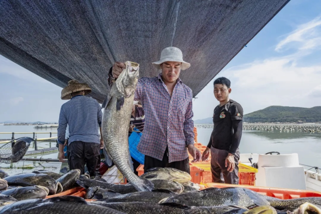 饒平縣是遠近聞名的鮸魚養(yǎng)殖大縣,，更是首個“中國海鮸之鄉(xiāng)”，是全國最大的魚養(yǎng)殖基地和產品原料供應基地,。攝影：楊義和,，來源：饒平發(fā)布