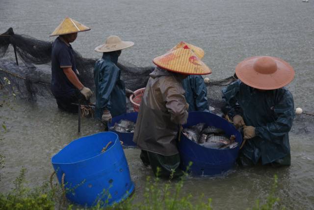 5月9日，茂名化州杨梅镇鱼塘罗非鱼捕捞出塘。