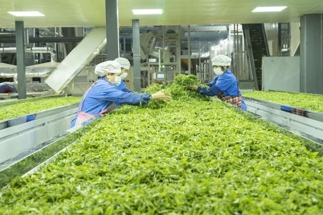 昭平县粤桂协作茶叶乡村振兴现代农业产业园粤桂协作茶加工基地运作。