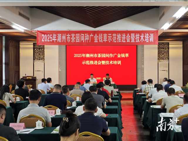 “茶草共生”开启生态兴茶新篇章，潮州召开茶园间作广金钱草技术示范推进会